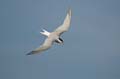 Fluss-Seeschwalbe - Sterna hirundo